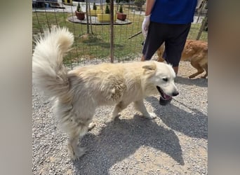 Yeti ein absoluter Schatz