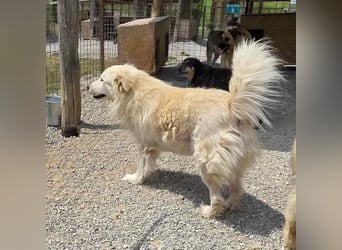 Yeti ein absoluter Schatz