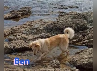 Ben - verschmust und liebebedürftig