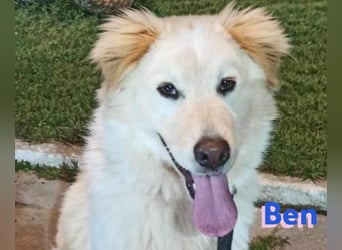 Ben - verschmust und liebebedürftig