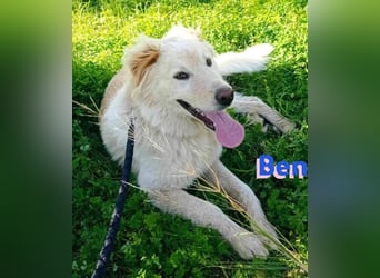 Ben - verschmust und liebebedürftig