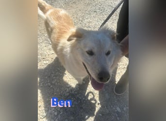 Ben - verschmust und liebebedürftig