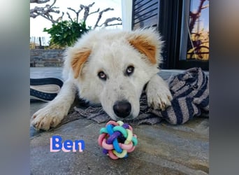 Ben - verschmust und liebebedürftig