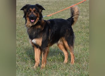 "Meilo", männlich, kastriert, Golden Retrievermix, geb. 12.08.20, 60 cm