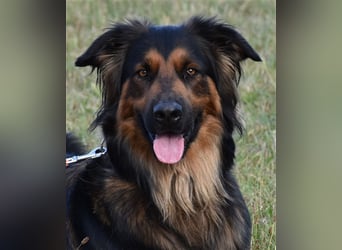 "Meilo", männlich, kastriert, Golden Retrievermix, geb. 12.08.20, 60 cm