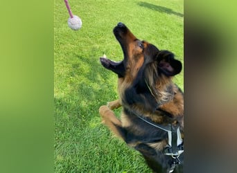 "Meilo", männlich, kastriert, Golden Retrievermix, geb. 12.08.20, 60 cm