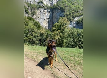 "Meilo", männlich, kastriert, Golden Retrievermix, geb. 12.08.20, 60 cm