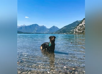 "Meilo", männlich, kastriert, Golden Retrievermix, geb. 12.08.20, 60 cm