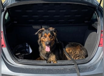 "Meilo", männlich, kastriert, Golden Retrievermix, geb. 12.08.20, 60 cm