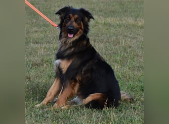 "Meilo", männlich, kastriert, Golden Retrievermix, geb. 12.08.20, 60 cm