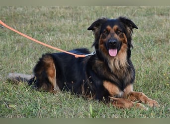 "Meilo", männlich, kastriert, Golden Retrievermix, geb. 12.08.20, 60 cm