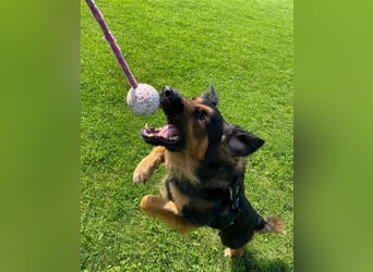 "Meilo", männlich, kastriert, Golden Retrievermix, geb. 12.08.20, 60 cm