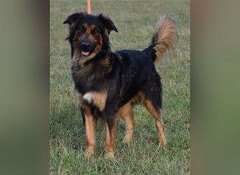 "Meilo", männlich, kastriert, Golden Retrievermix, geb. 12.08.20, 60 cm