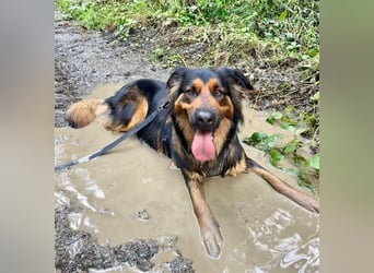 "Meilo", männlich, kastriert, Golden Retrievermix, geb. 12.08.20, 60 cm