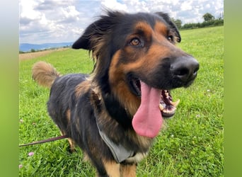 "Meilo", männlich, kastriert, Golden Retrievermix, geb. 12.08.20, 60 cm