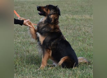 "Meilo", männlich, kastriert, Golden Retrievermix, geb. 12.08.20, 60 cm