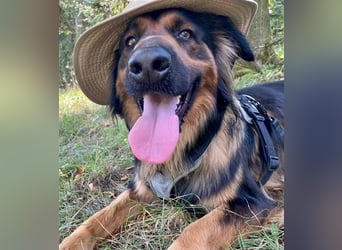 "Meilo", männlich, kastriert, Golden Retrievermix, geb. 12.08.20, 60 cm