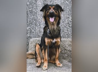 "Meilo", männlich, kastriert, Golden Retrievermix, geb. 12.08.20, 60 cm