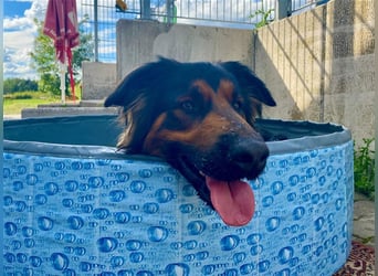 "Meilo", männlich, kastriert, Golden Retrievermix, geb. 12.08.20, 60 cm