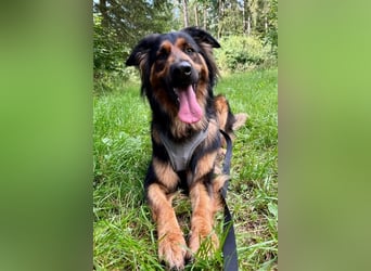 "Meilo", männlich, kastriert, Golden Retrievermix, geb. 12.08.20, 60 cm