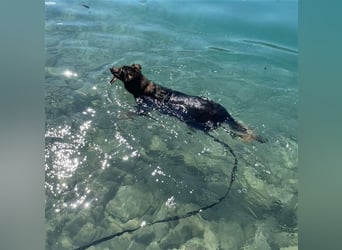 "Meilo", männlich, kastriert, Golden Retrievermix, geb. 12.08.20, 60 cm