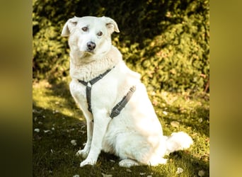 Brix - will geliebt werden - Tierhilfe Franken e.V.