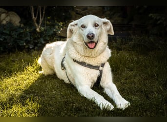 Brix - will geliebt werden - Tierhilfe Franken e.V.