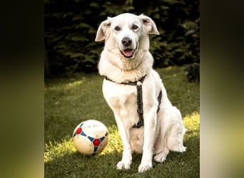 Brix - will geliebt werden - Tierhilfe Franken e.V.