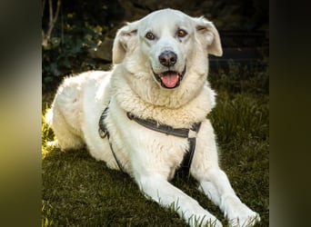 Brix - will geliebt werden - Tierhilfe Franken e.V.