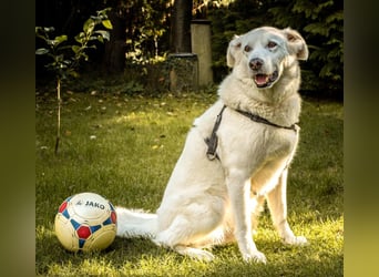 Brix - will geliebt werden - Tierhilfe Franken e.V.