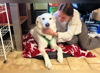 Brix - will geliebt werden - Tierhilfe Franken e.V.