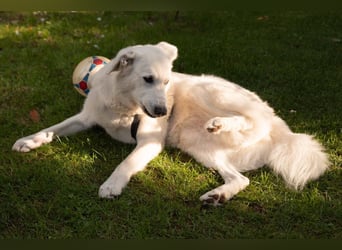 Brix - will geliebt werden - Tierhilfe Franken e.V.