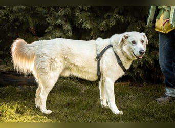 Brix - will geliebt werden - Tierhilfe Franken e.V.