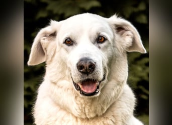 Brix - will geliebt werden - Tierhilfe Franken e.V.