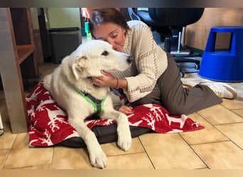 Brix - will geliebt werden - Tierhilfe Franken e.V.