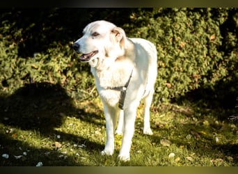 Brix - will geliebt werden - Tierhilfe Franken e.V.