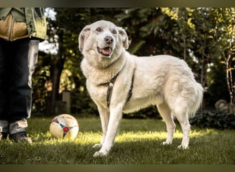 Brix - will geliebt werden - Tierhilfe Franken e.V.