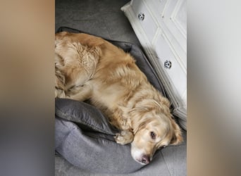 Golden Retriever Mischlings-Rüde Fridolin sucht ein Zuhause
