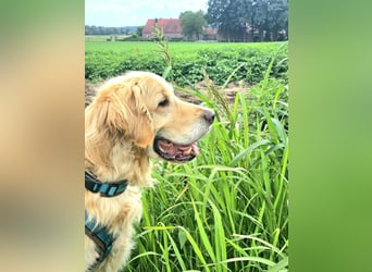 Golden Retriever Mischlings-Rüde Fridolin sucht ein Zuhause