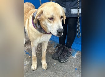 Dolce, ein großes Mädchen sucht ihre Familie