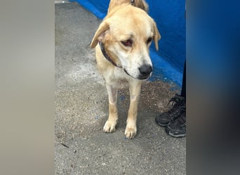 Dolce, ein großes Mädchen sucht ihre Familie