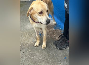 Dolce, ein großes Mädchen sucht ihre Familie