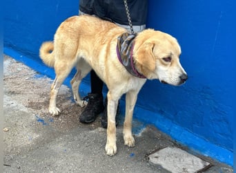 Dolce, ein großes Mädchen sucht ihre Familie