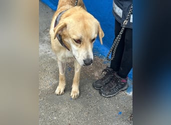 Dolce, ein großes Mädchen sucht ihre Familie