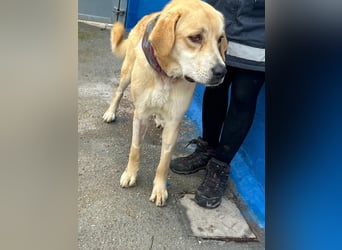 Dolce, ein großes Mädchen sucht ihre Familie