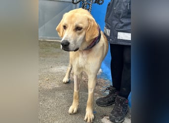 Dolce, ein großes Mädchen sucht ihre Familie