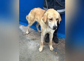 Dolce, ein großes Mädchen sucht ihre Familie