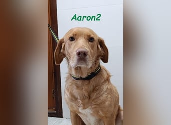 Aaron2 geb. 01/2020 (ESP-Pflegestelle) - geselliger, sozialer Labrador-Golden-Retriever-Mischling!