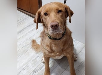 Aaron2 geb. 01/2020 (ESP-Pflegestelle) - geselliger, sozialer Labrador-Golden-Retriever-Mischling!