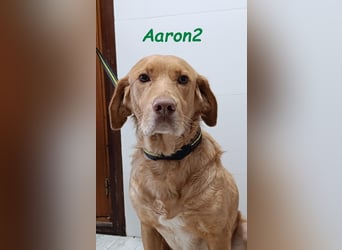 Aaron2 geb. 01/2020 (ESP-Pflegestelle) - geselliger, sozialer Labrador-Golden-Retriever-Mischling!